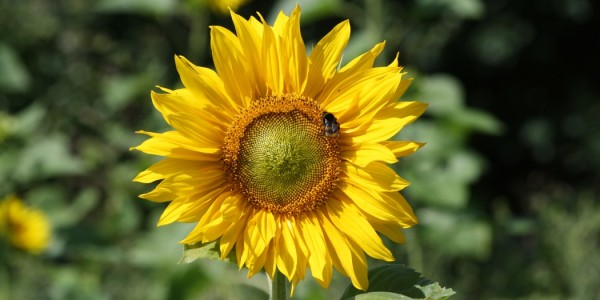 Menos insecticidas, más abejas